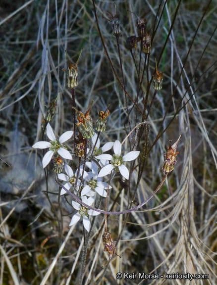 Jepsonia parryi 2