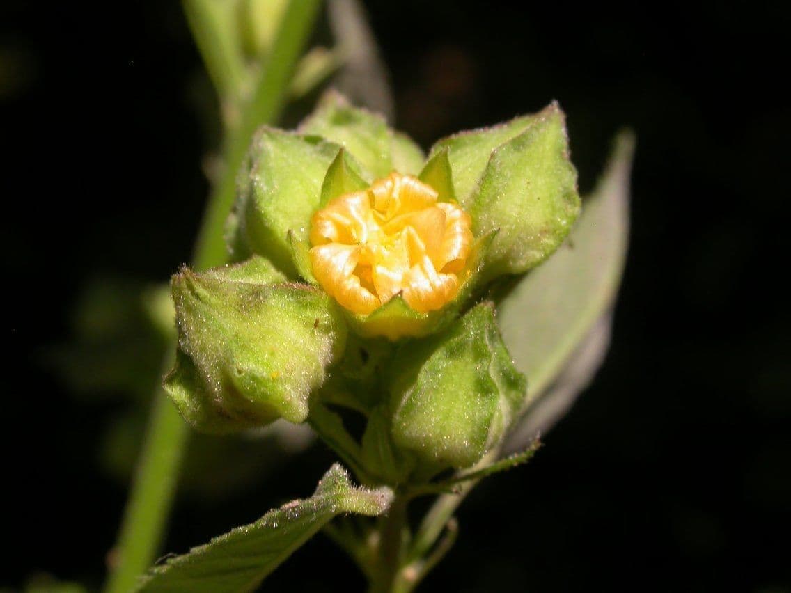 Sida spinosa 2