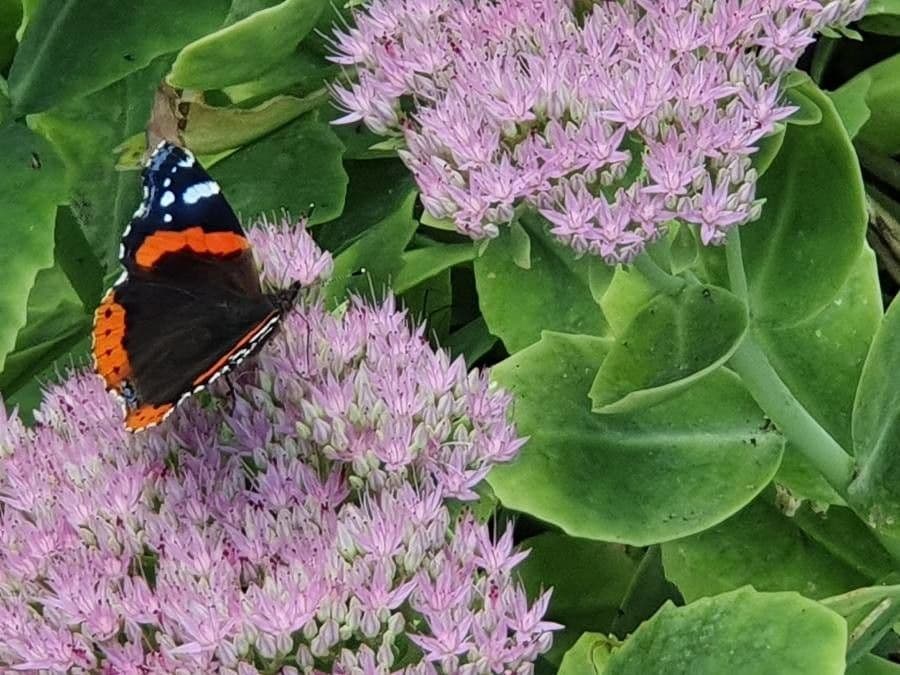 Sedum espectacular 5