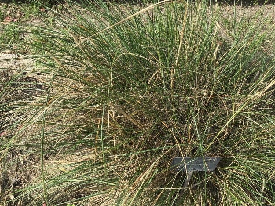 Stipa 14