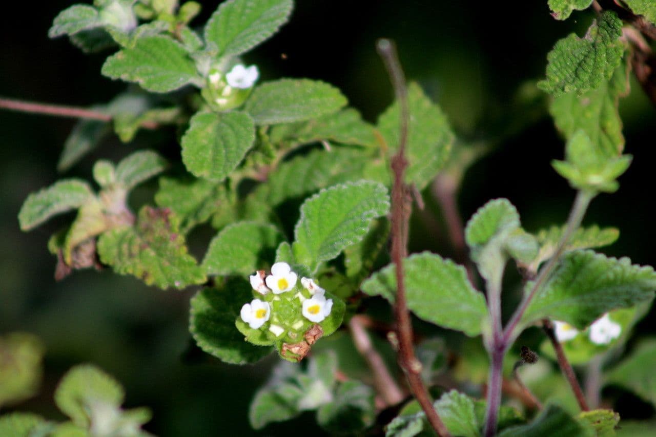 Lantana 11