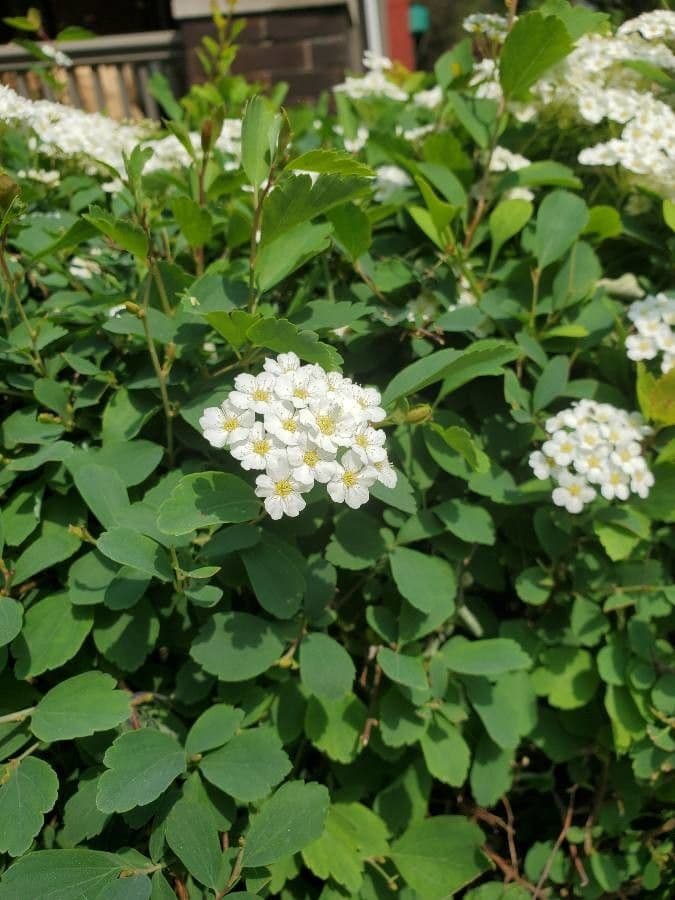 Spiraea ulmifolia 17