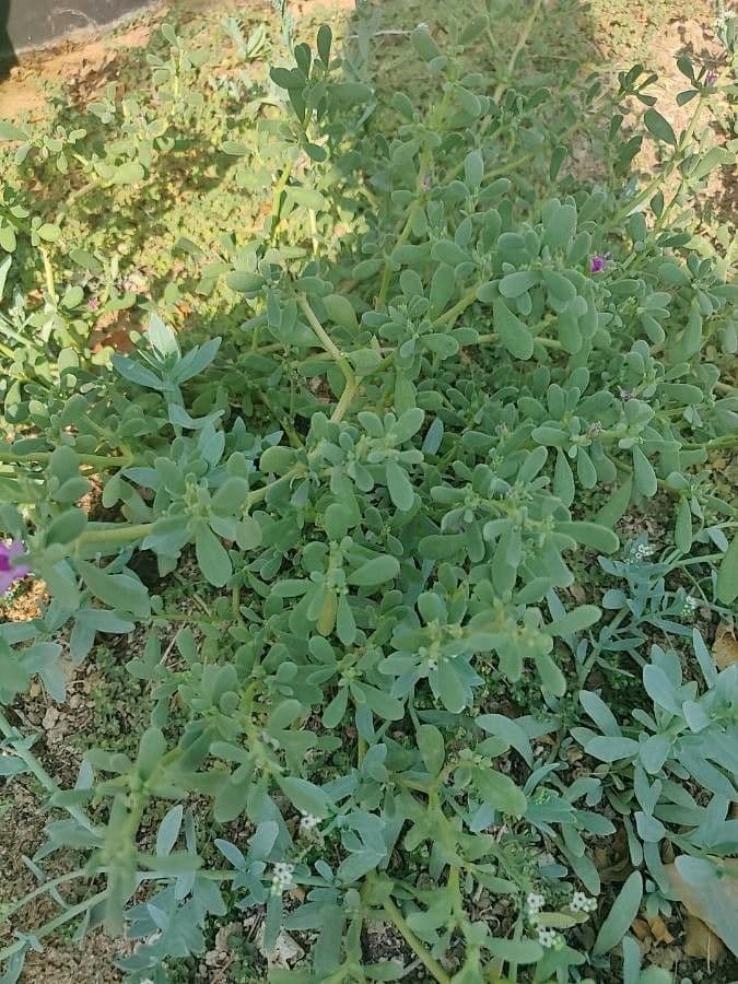 Portulaca occidentale 11