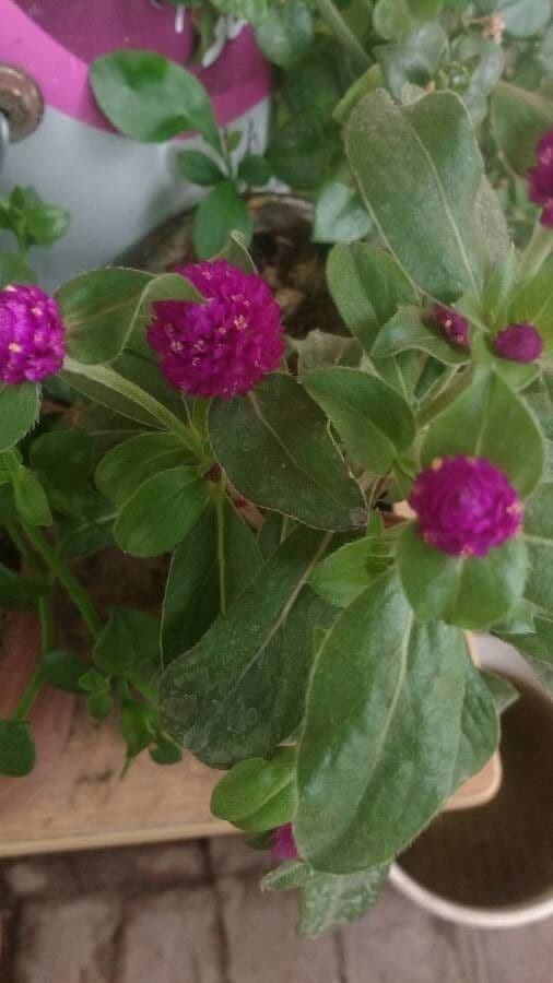 Gomphrena globuleuse 3