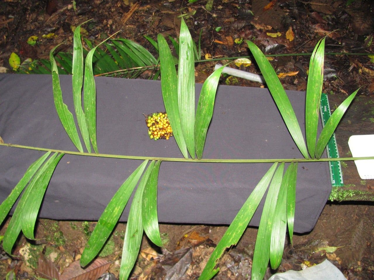 Bactris 7
