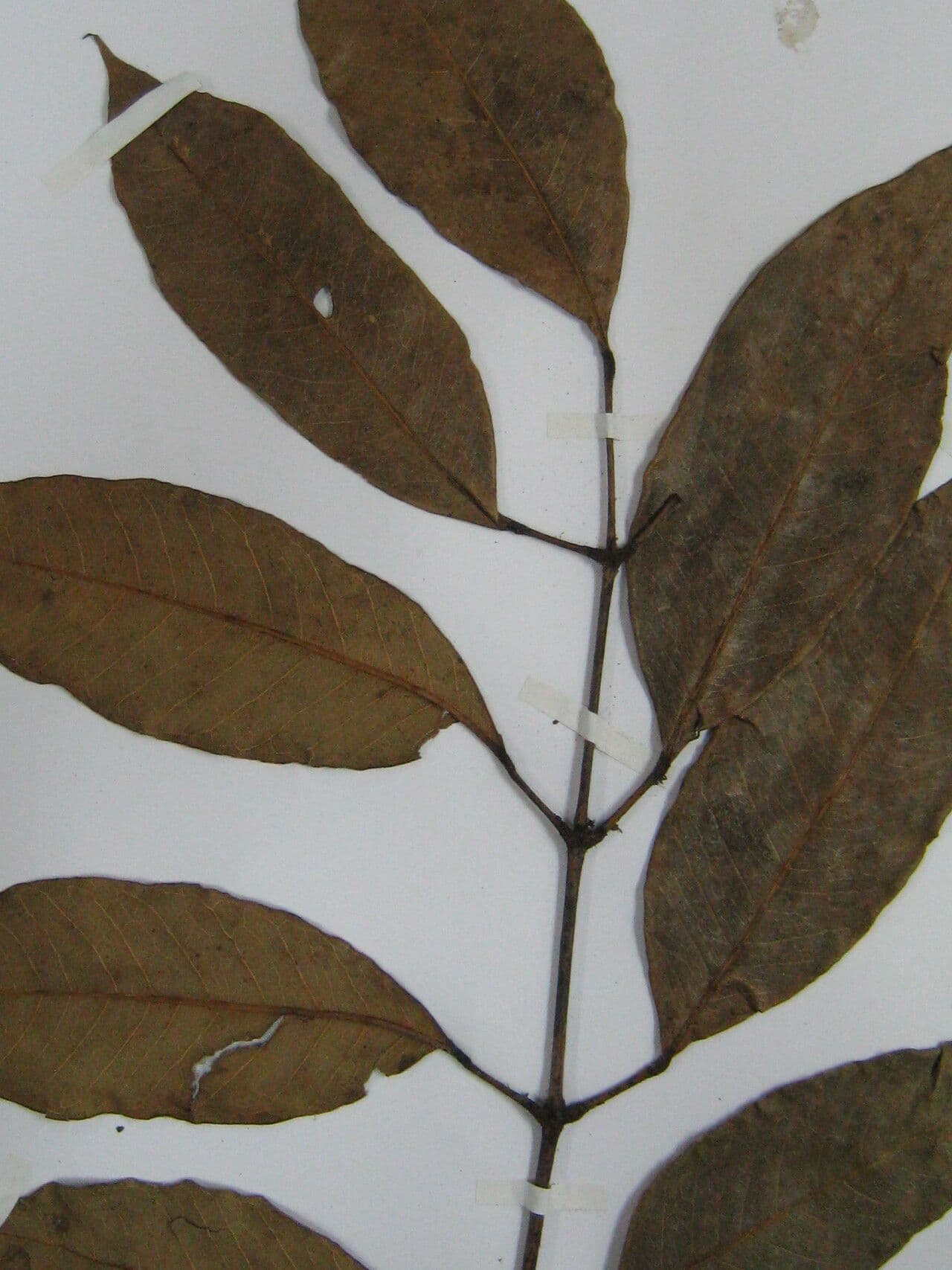 Trattinnickia 6