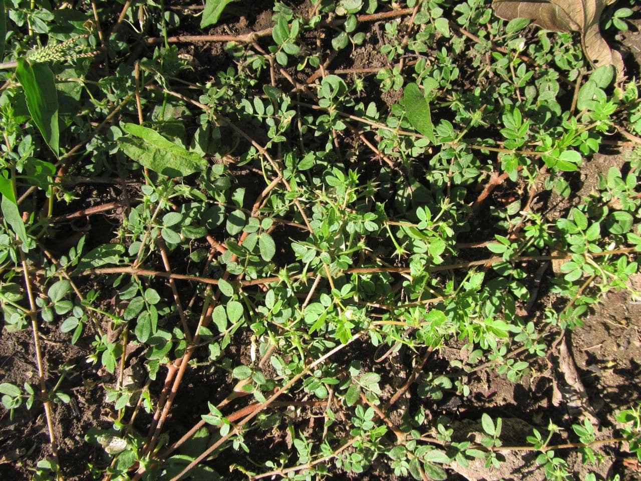 Kallstroemia 6