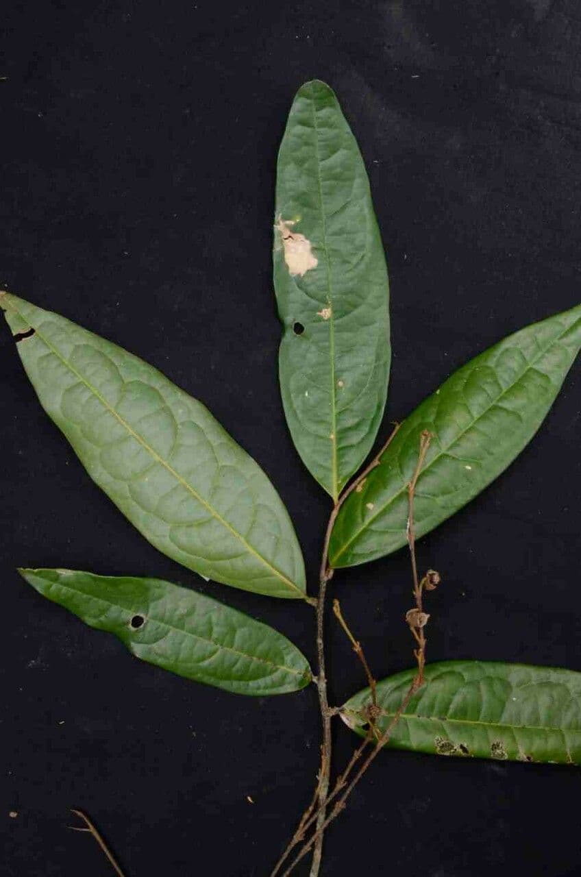 Duguetia 5