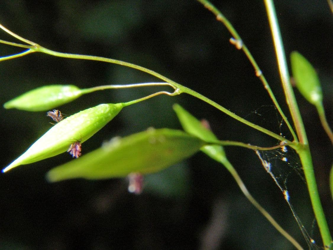 Homolepis