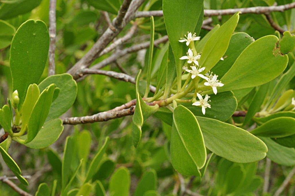 Lumnitzera 10