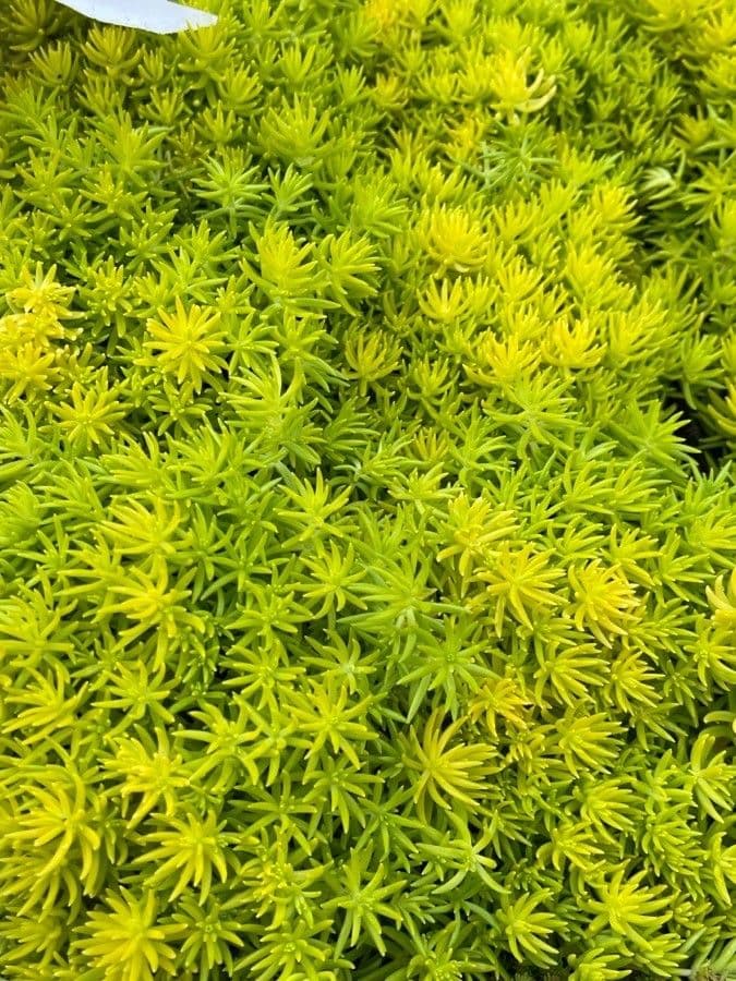 Sedum messicano 11