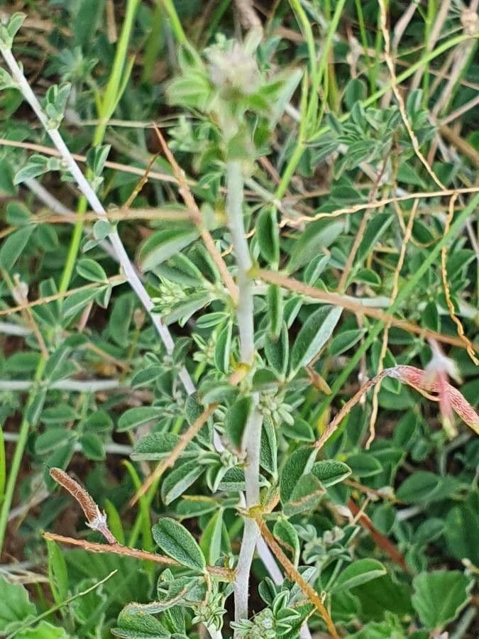 Indaco 7
