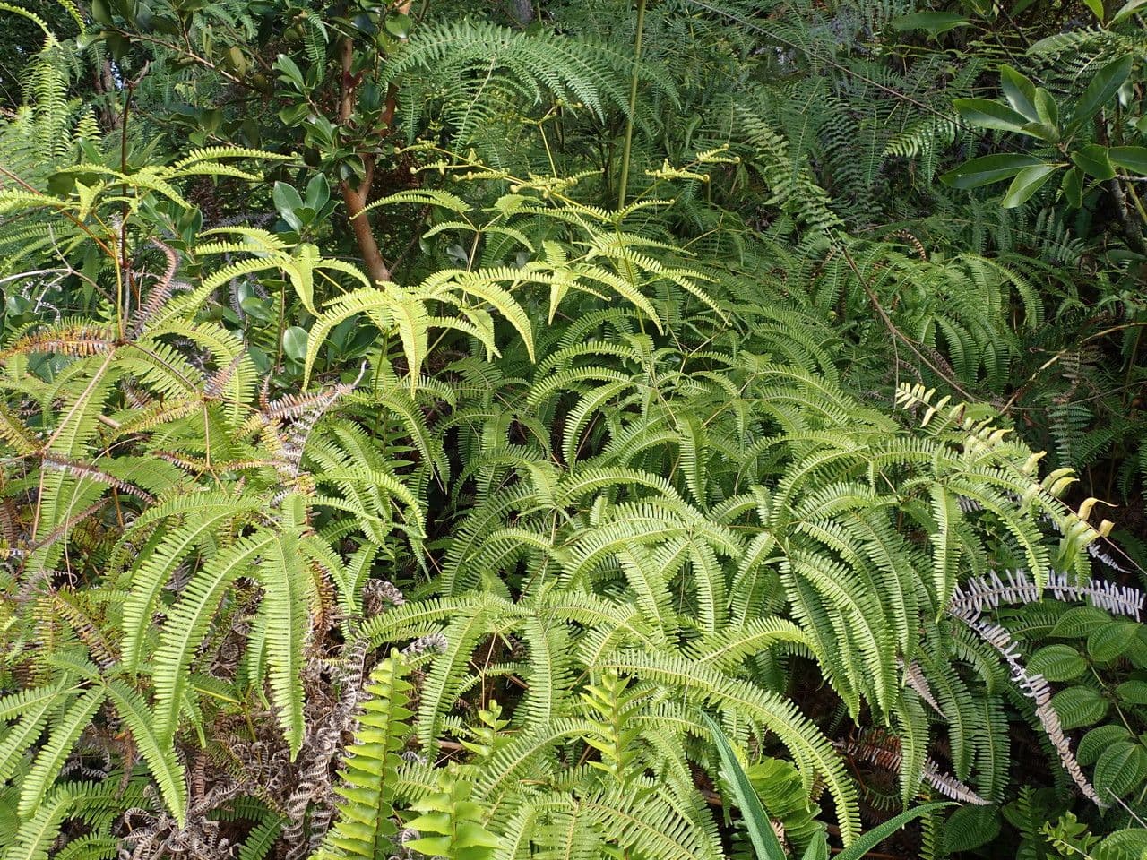 Dicranopteris linearis 7