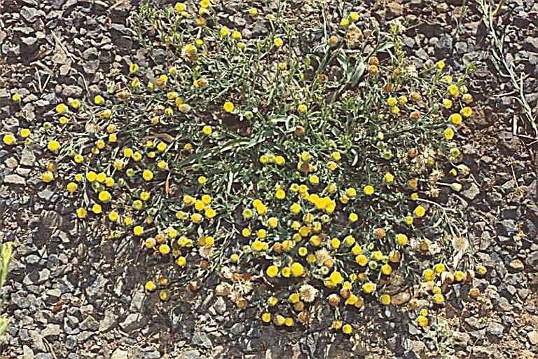 Fleabane 2
