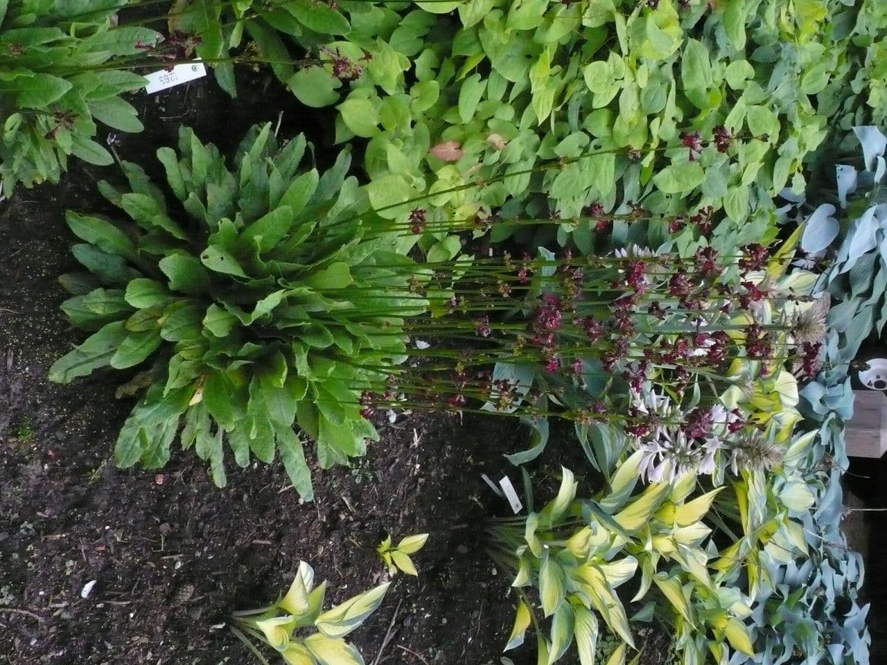 Primula 4