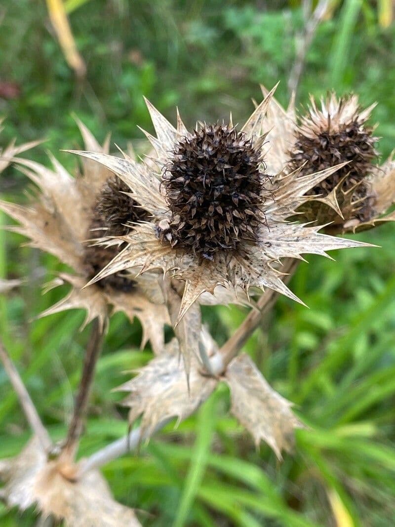 Panicaut géant 4
