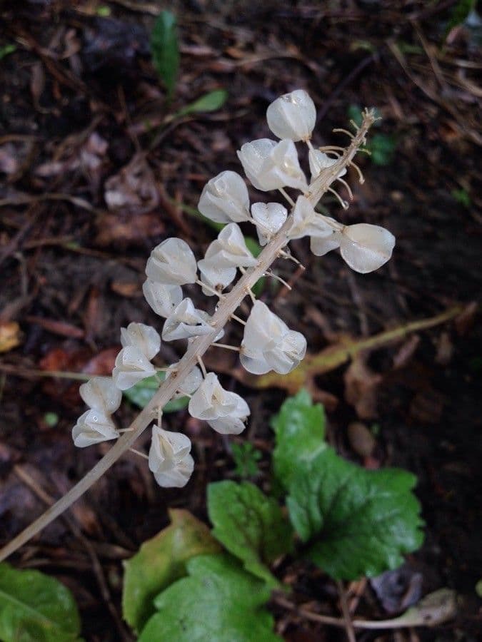 Szafirek miękkolistny 4