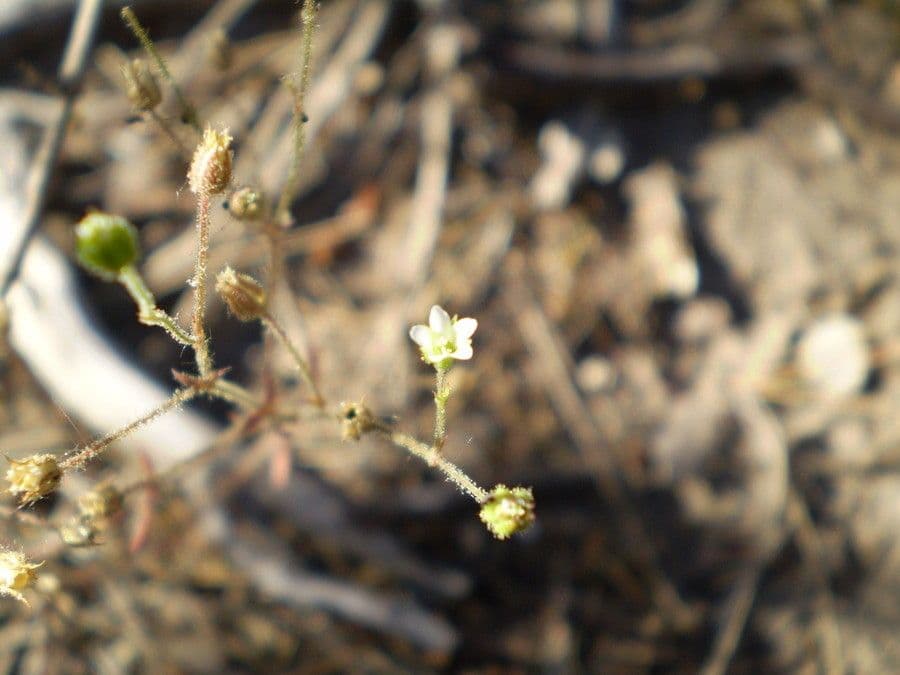 Arenaria modesta 2