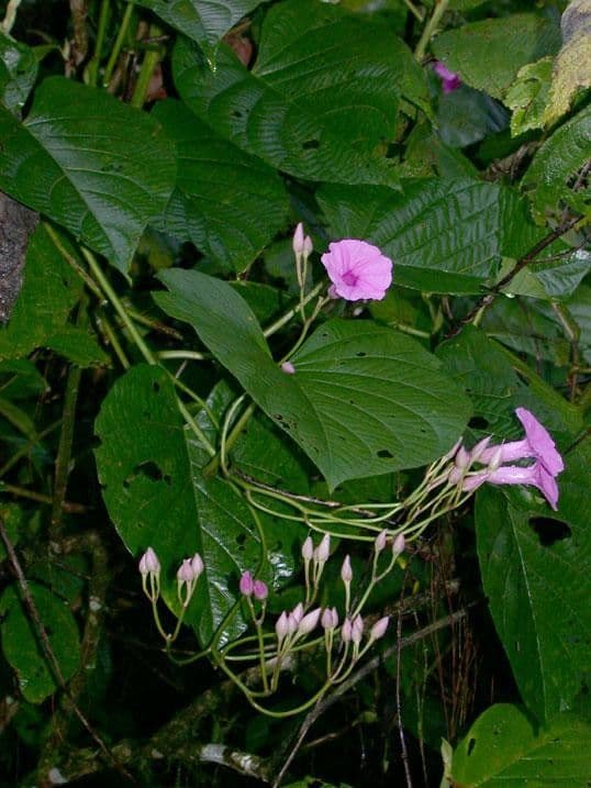 Ipomoea philomega 14