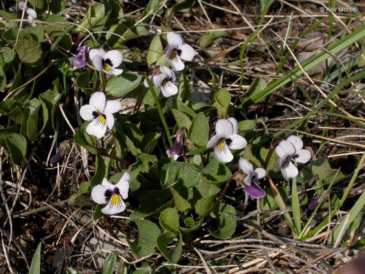 Viola 7