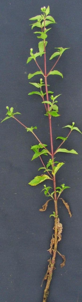 Isocarpha 15