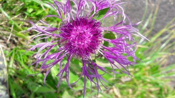 Centaurea nervée 10