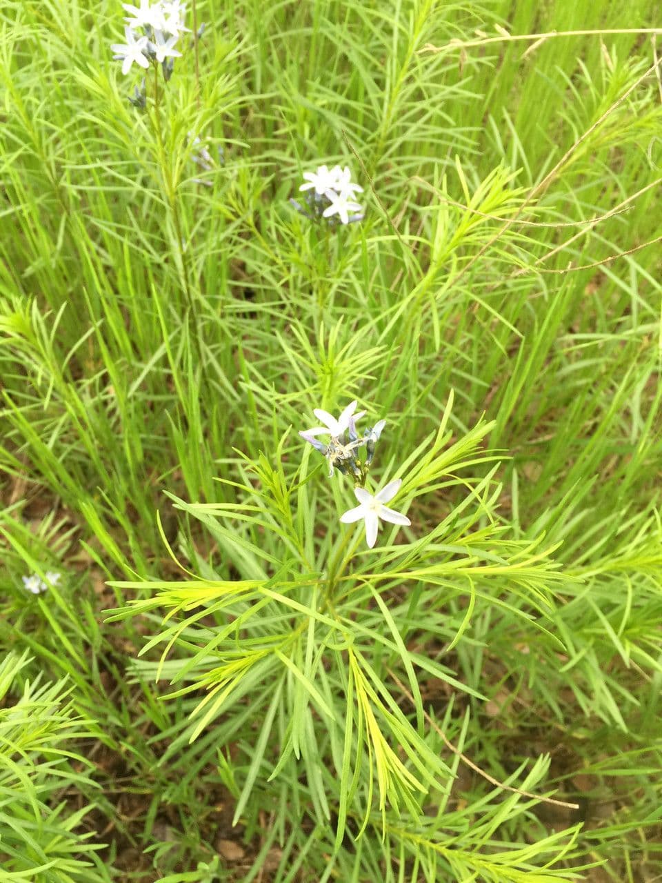Amsonia cigliata 6