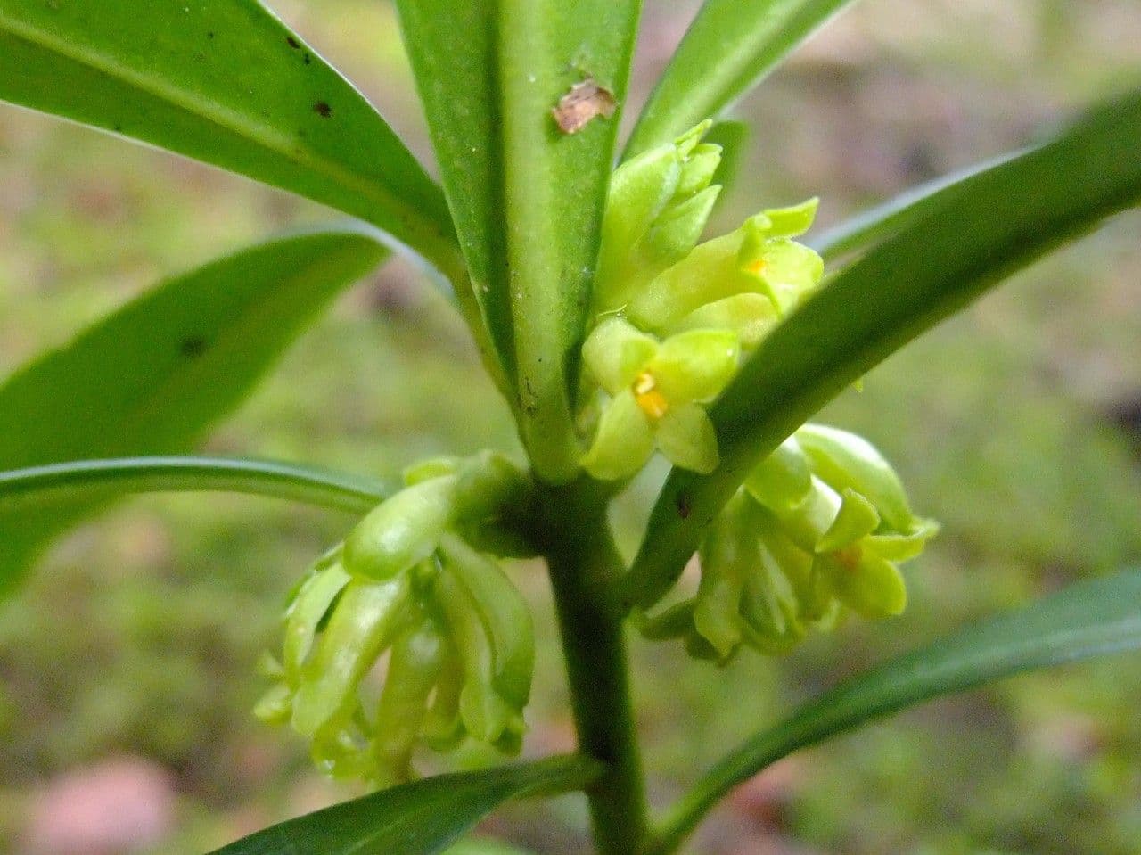 Olivella 21