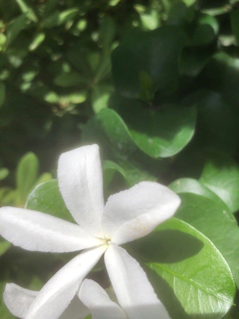 Susina del Natal 24