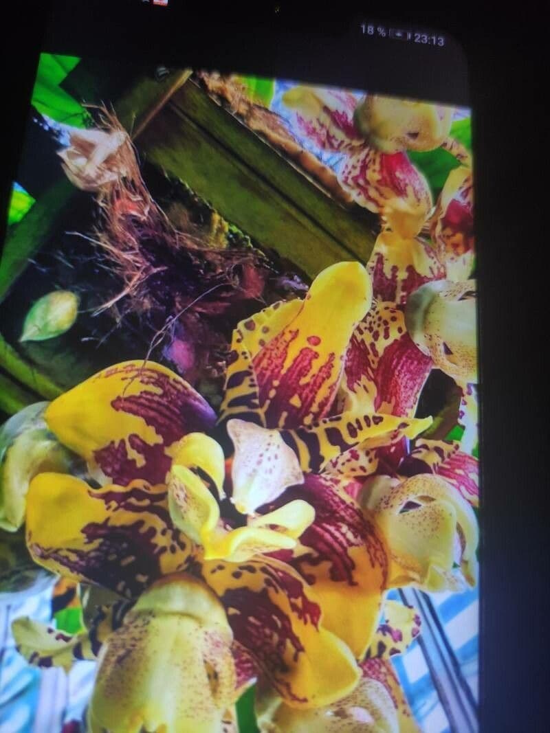 Stanhopea 2