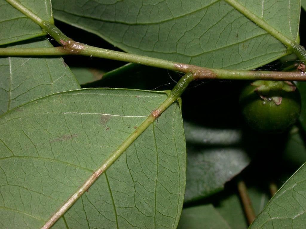 Filaanto 8