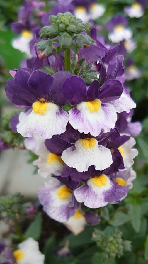 Nemesia arbustiva 2