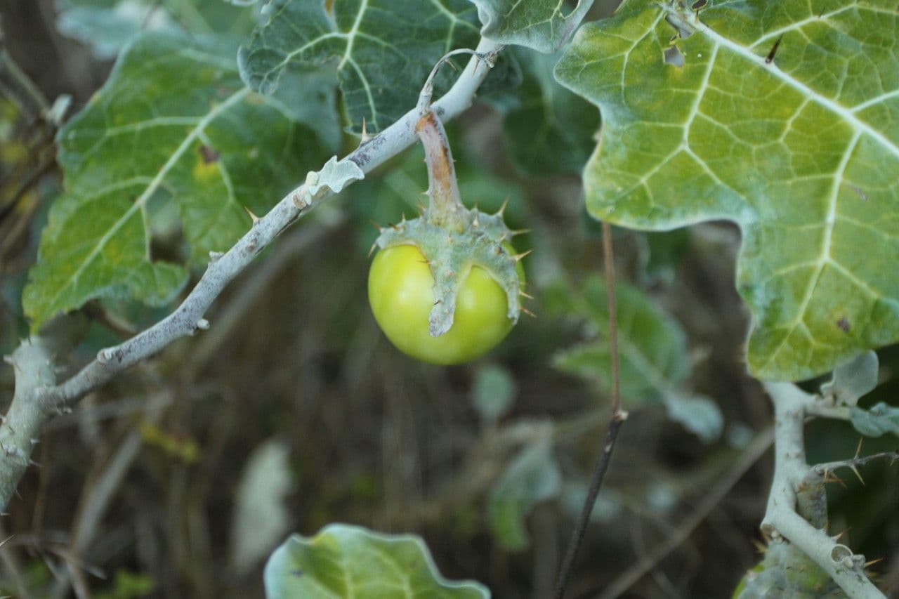 Solanum marginatum 3