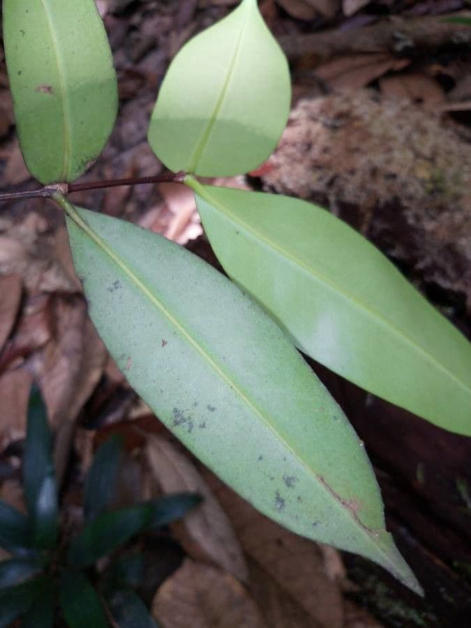 Mouriri 5
