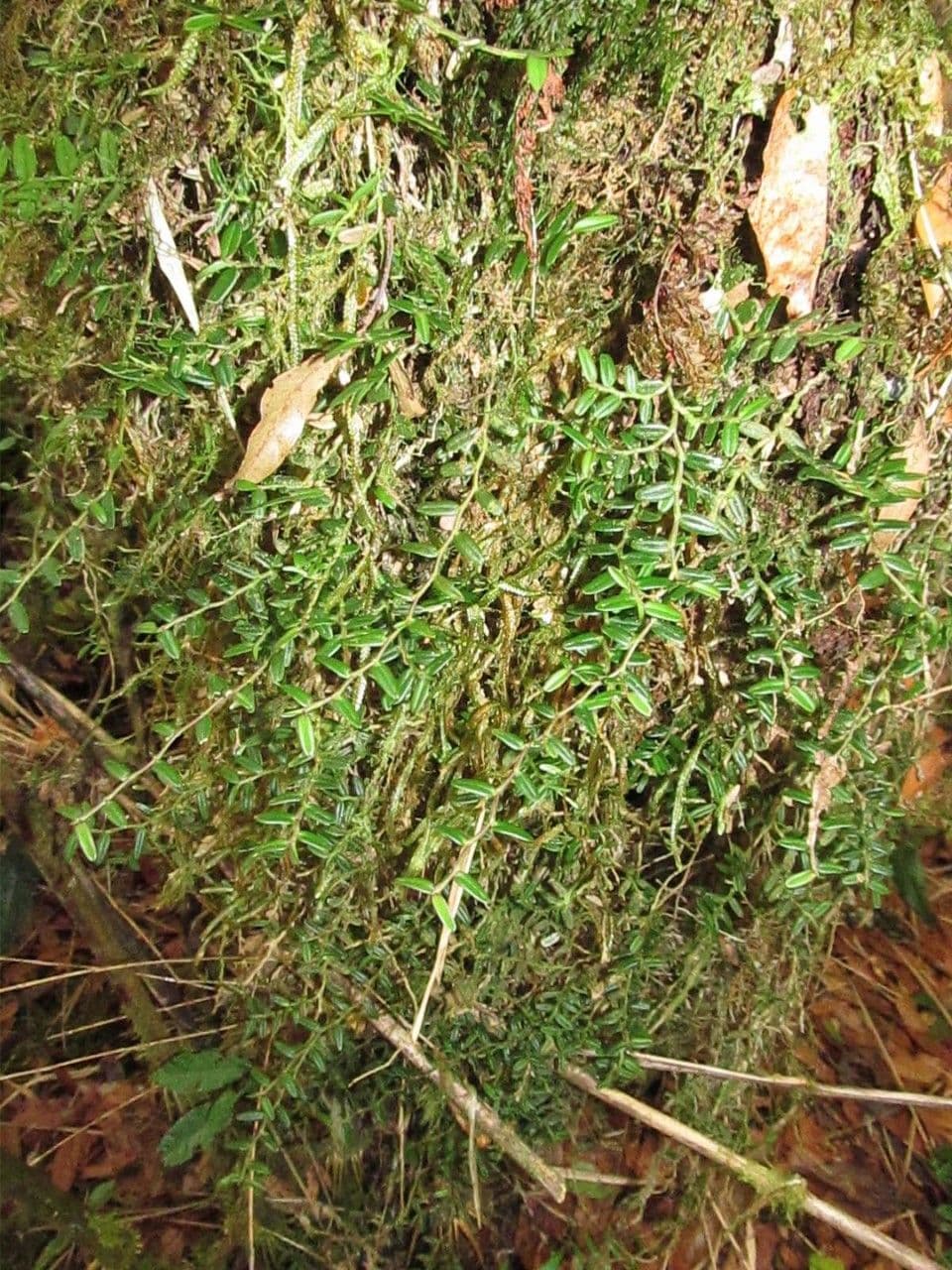 Epidendrum 3
