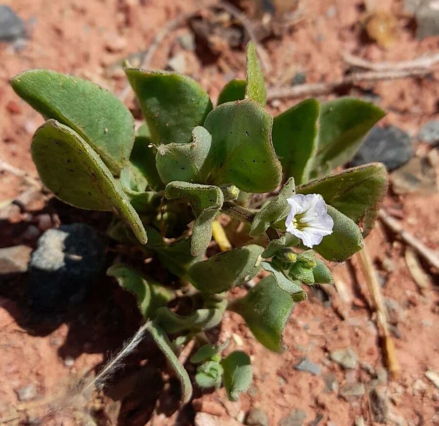 Sclerophylax