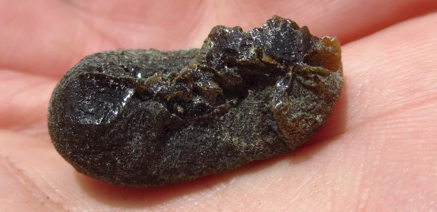 Azorella 18