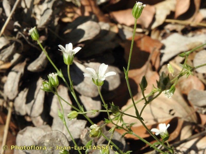 Písečnice popelavá 3