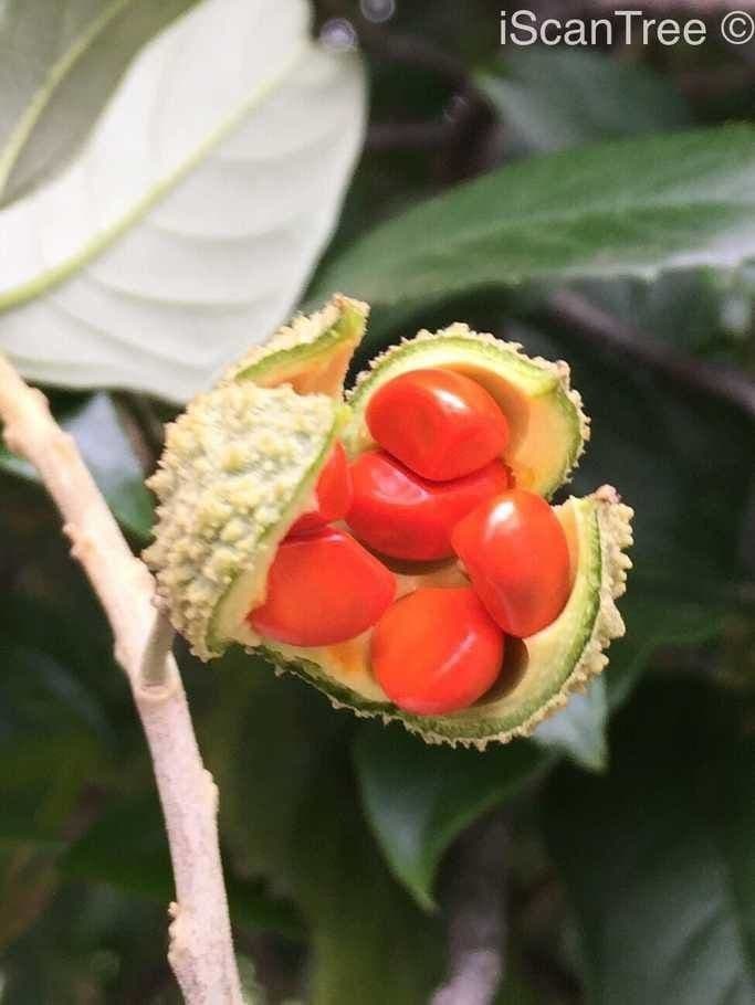 Kiggelaria africká 2