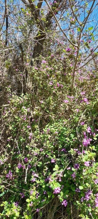 Lantana 9