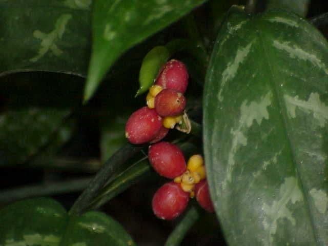 Aglaonema 2