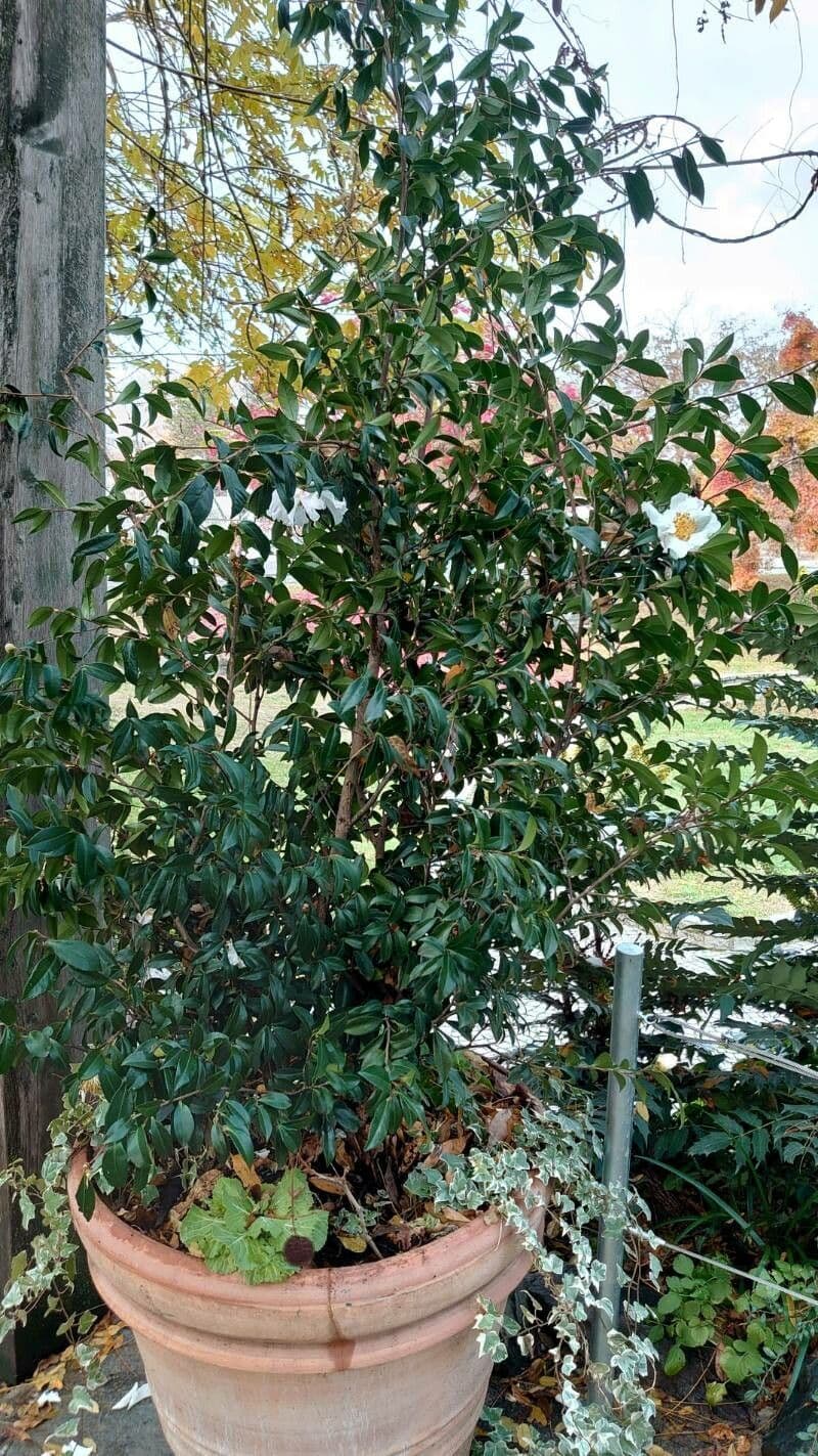 Camelia sasanqua 15