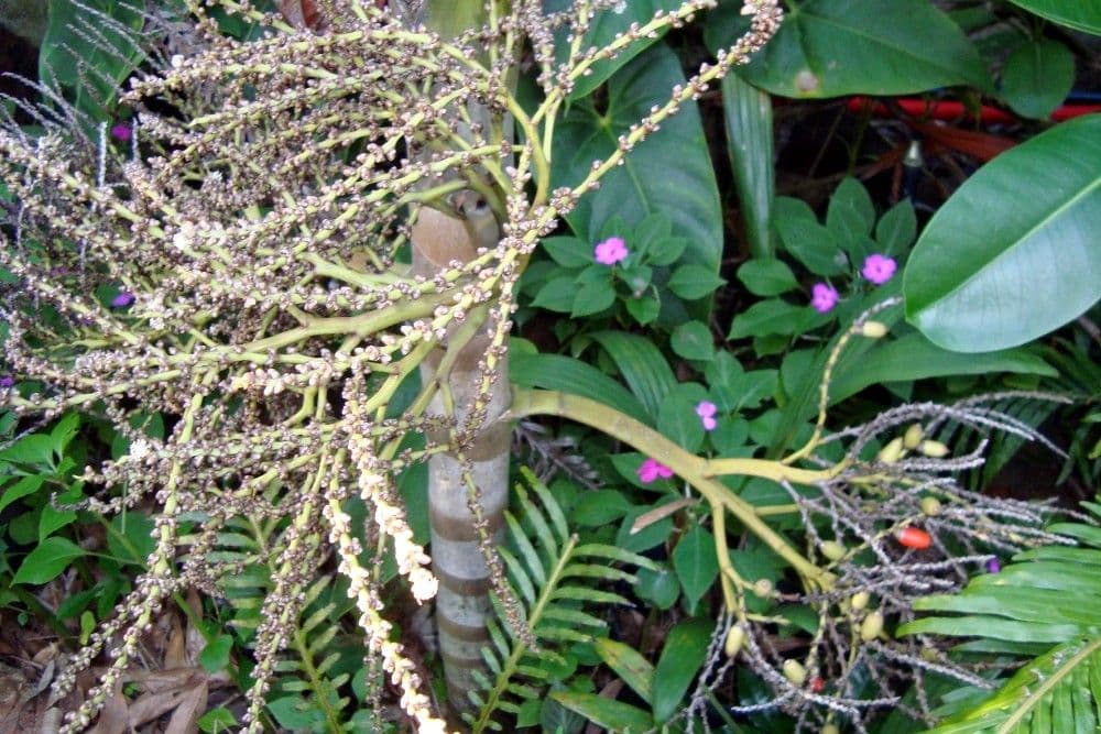 Actinokentia 10