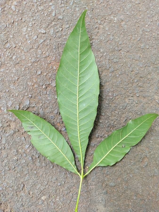 Trichilia 3