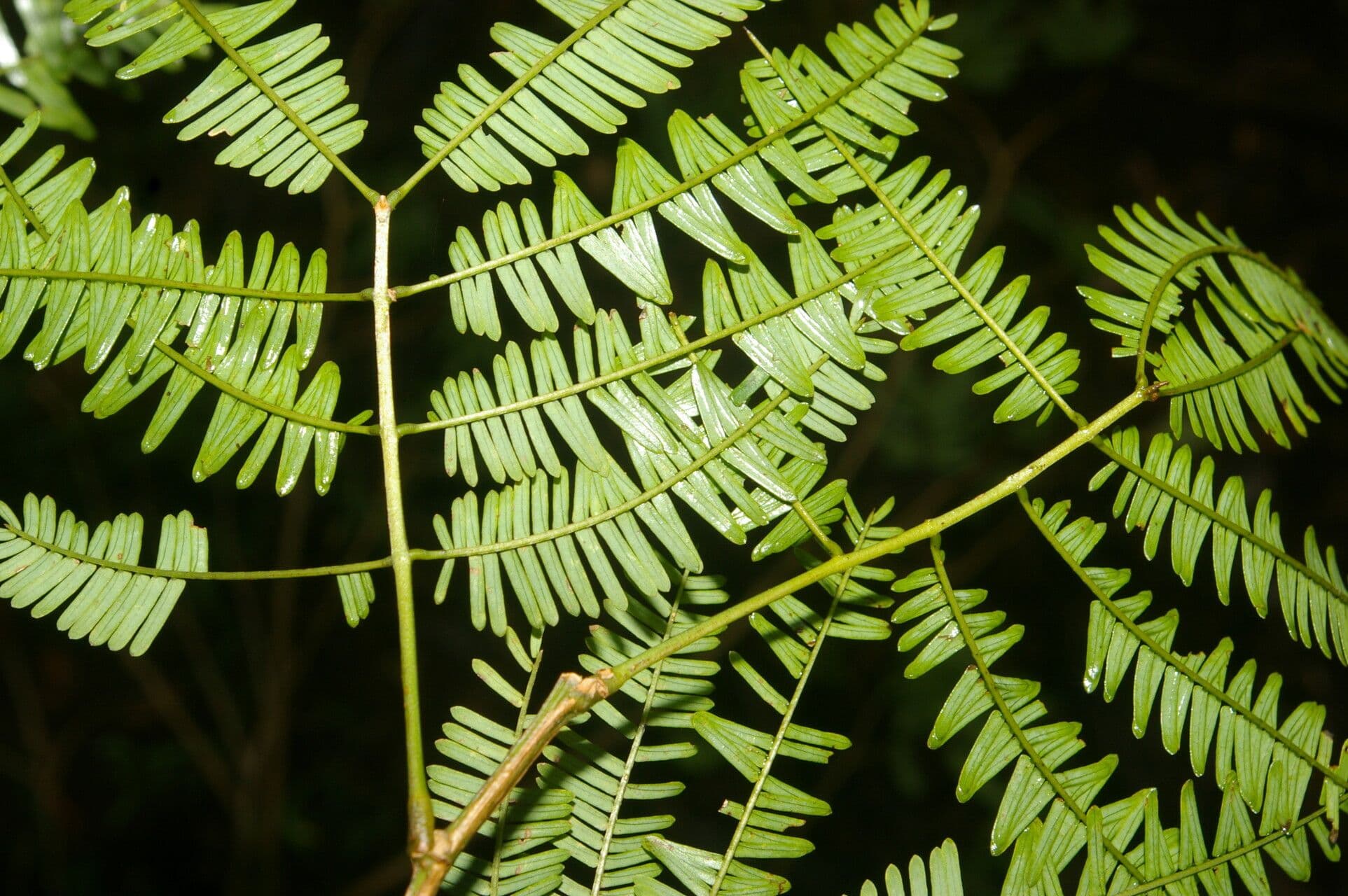 Weiße Calliandra 10