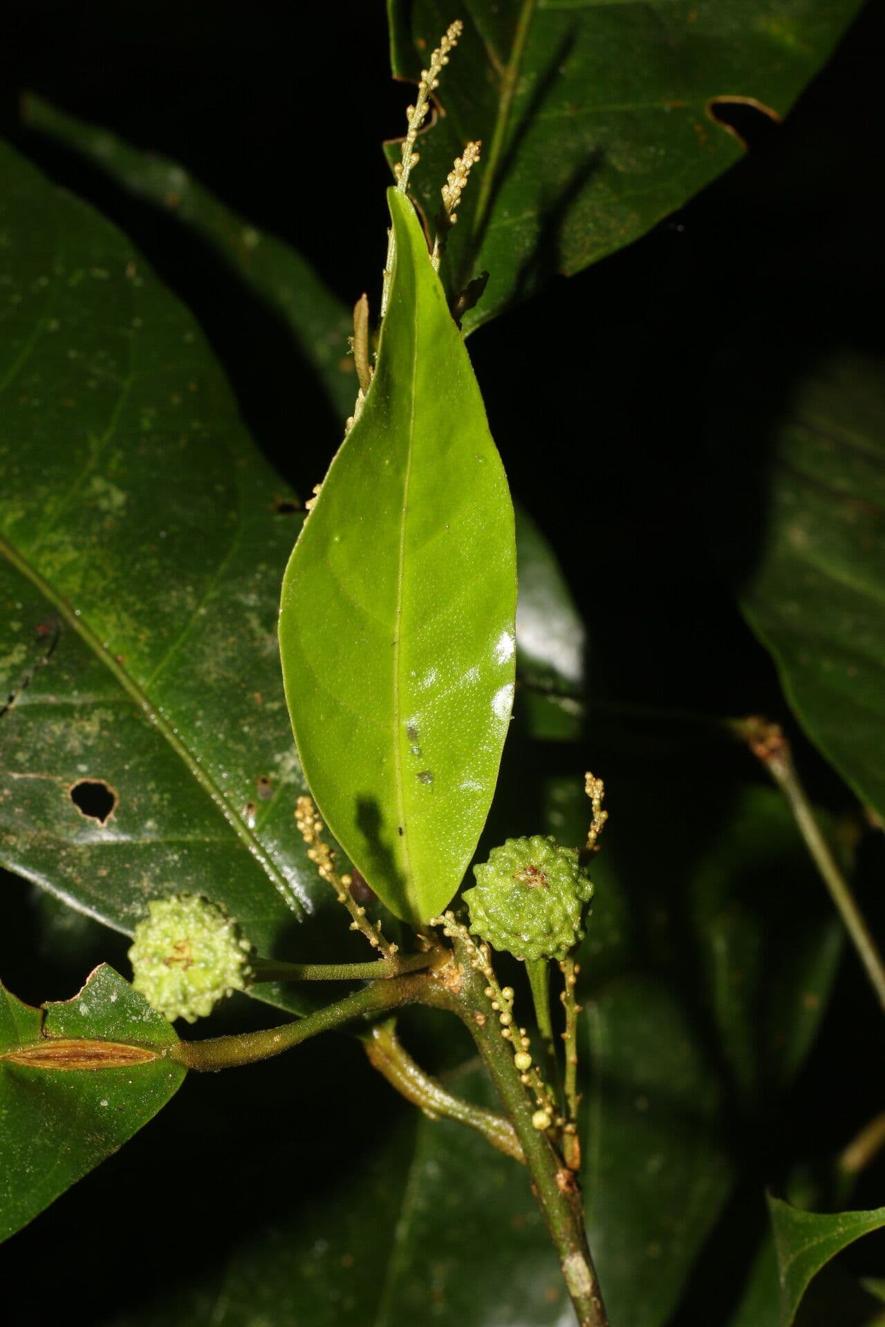 Croton