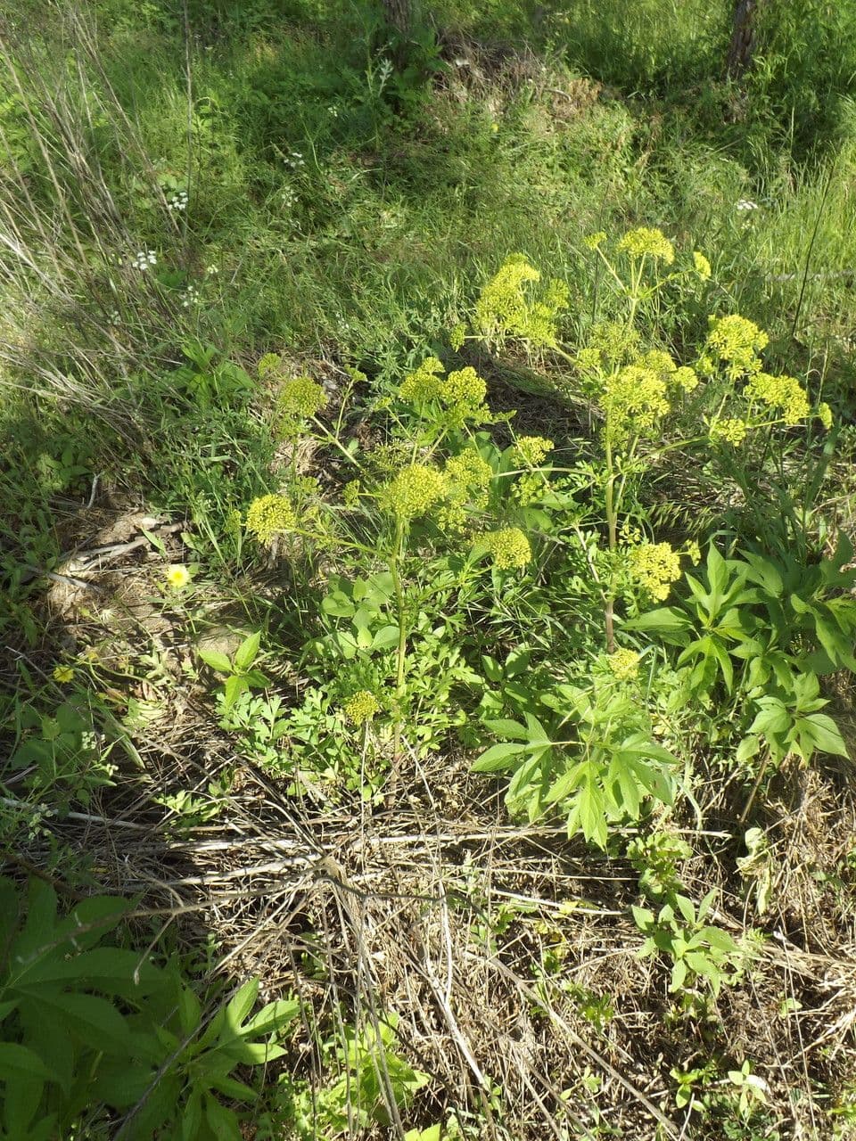 Polytaenia 6