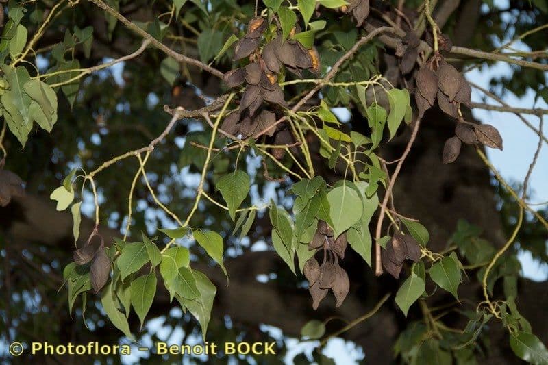 Brachychiton 26