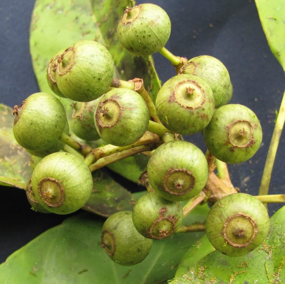 Dendropanax caucanus 2