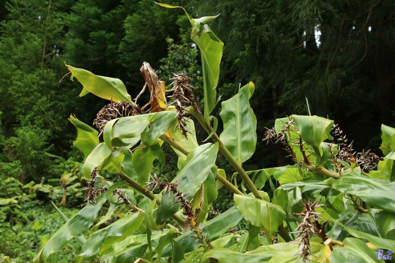 Zázvorník gardnerov 19